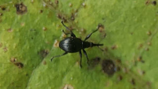 ヒメケブカチョッキリ？　２０２５年１１月５日