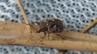 マダラアラゲサルハムシ　２０２５年１１月５日