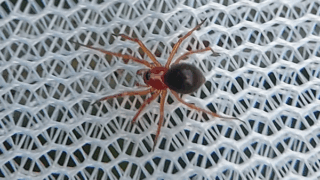 サラグモ科？　２０２５年１１月５日