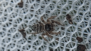 ハエトリグモ科？　２０２５年１１月５日