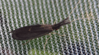 フトヒゲカクツツトビケラ　２０２５年１１月５日