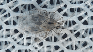 グンバイムシ科　２０２５年１１月１７日