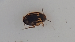 チビゲンゴロウ？　２０２５年１１月７日