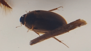 キイロヒラタガムシ？　２０２５年１１月７日