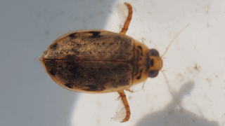 ハイイロゲンゴロウ　２０２５年１１月７日