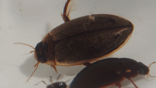 ヒメゲンゴロウ　２０２５年１１月７日