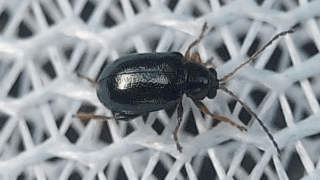 ツブノミハムシ　２０２５年１１月１７日