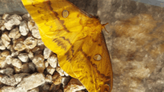 ウスタビガ（メス）　２０２５年１１月１０日