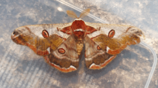 ヒメヤママユ（オス）　２０２５年１１月１０日