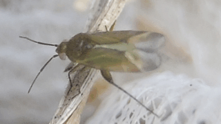 カスミカメムシ科　２０２５年１１月１７日