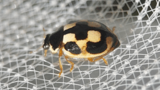 ヒメカメノコテントウ　２０２５年１１月１６日