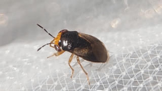 オオメナガカメムシ　２０２５年１１月１６日