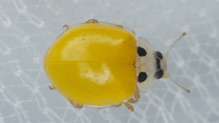 キイロテントウ　２０２５年１１月１７日