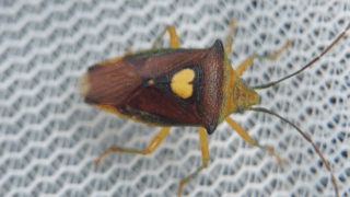 エサキモンキツノカメムシ　２０２５年１１月１７日