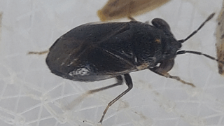 ヒメオオメナガカメムシ（黒化個体）　２０２５年１１月１７日