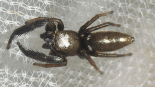 ハエトリグモ科　２０２５年１１月２２日