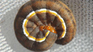 コモクメヨトウ（幼虫）　２０２５年１１月２２日