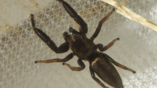 オスクロハエトリ（オス）　２０２５年１１月２２日