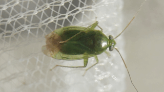 ウスモンミドリカスミカメ　２０２５年１１月２２日