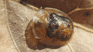 イノコズチカメノコハムシ　２０２５年１１月２２日