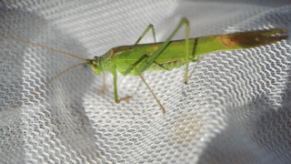 ツユムシ　２０２５年１１月２２日