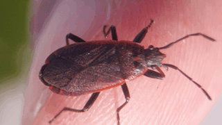 カメムシ目　２０２５年１１月２２日