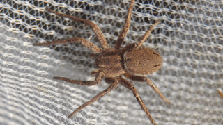 クモ目　２０２５年１１月２２日