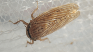 ヨコバイ科　２０２５年１１月２２日