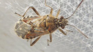 スカシヒメヘリカメムシ　２０２５年１１月２２日