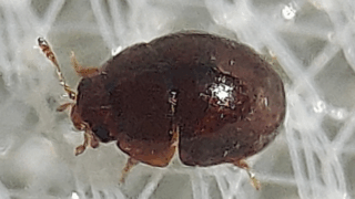 ノミハムシ亜科？　２０２５年１１月１６日