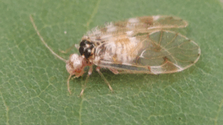 アミメカゲロウ目？　２０２５年１１月２４日