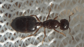 アリ科　２０２５年１１月２４日