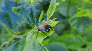 コガネムシ　２０２３年７月２日