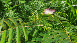 ネムノキ　２０２３年６月２７日