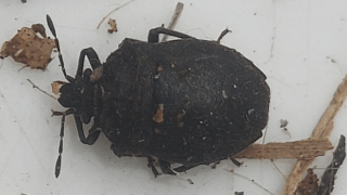 オオクロカメムシ？　２０２５年１２月２日