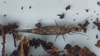 ヤマトイシノミ？　２０２５年１２月２日