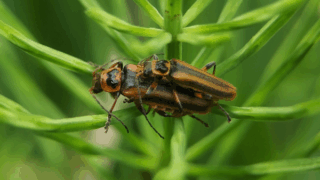 セスジジョウカイ?　２０２６年４月２２日