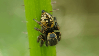 ハエトリグモ科　２０２６年４月２２日