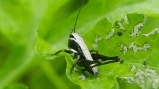 バッタ目　２０２６年４月２２日