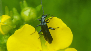 モモブトカミキリモドキ　２０２６年４月２８日